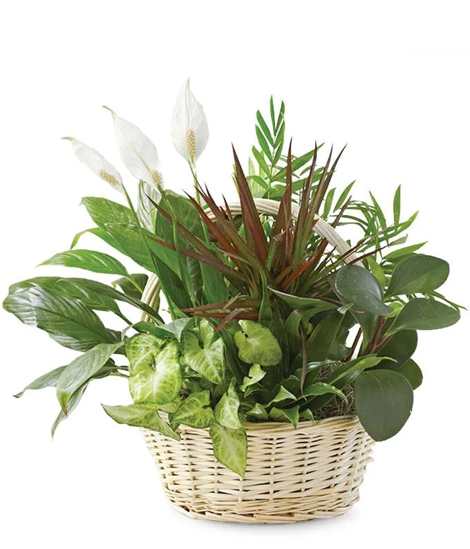 Peace Lily Basket