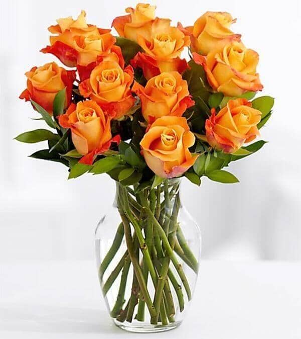 Orange Roses