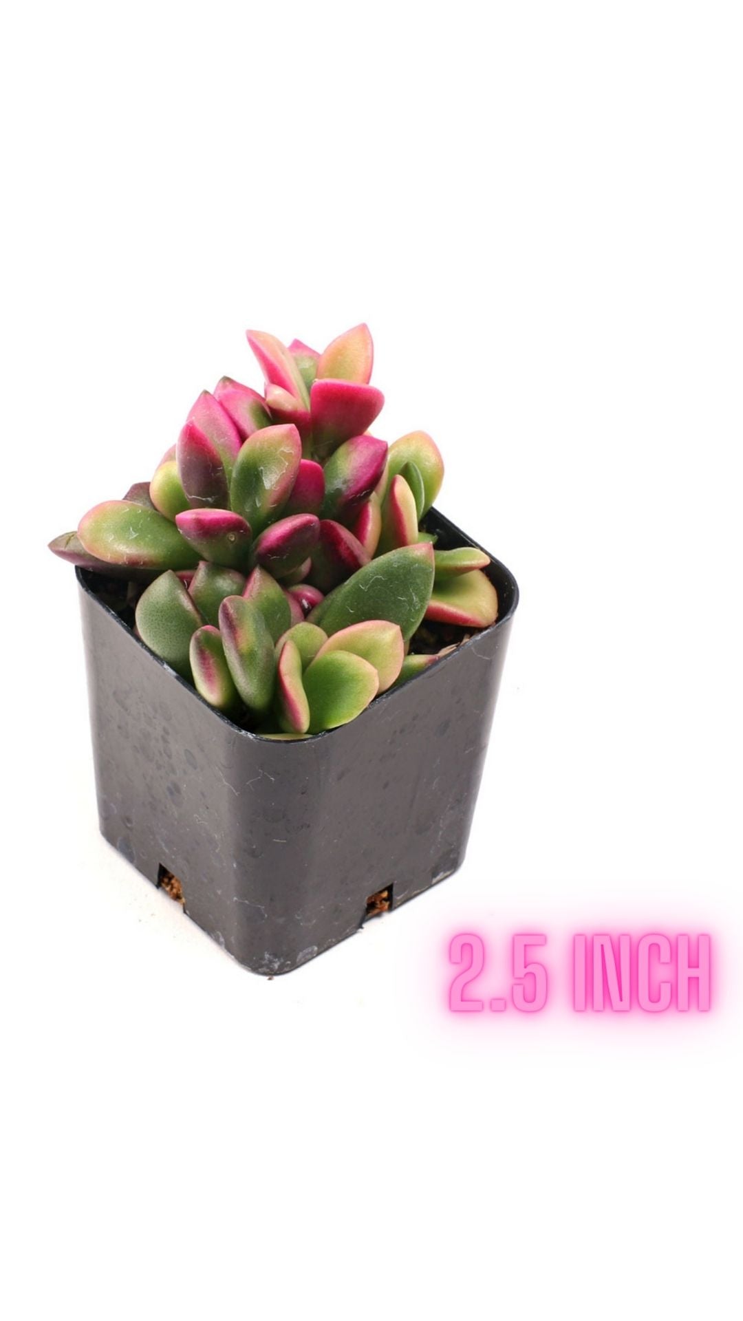 Succulents (individual)