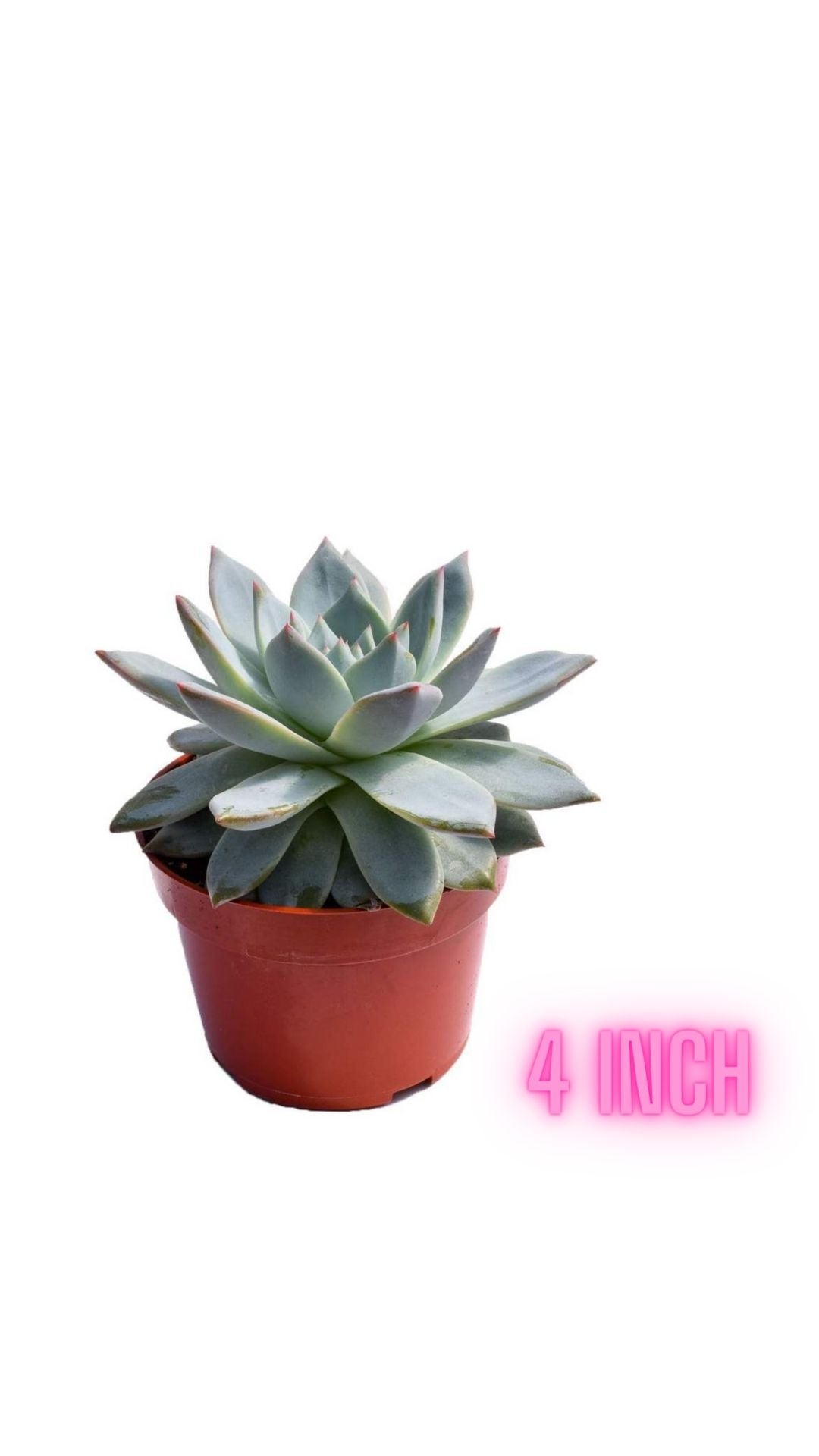 Succulents (set ng apat)