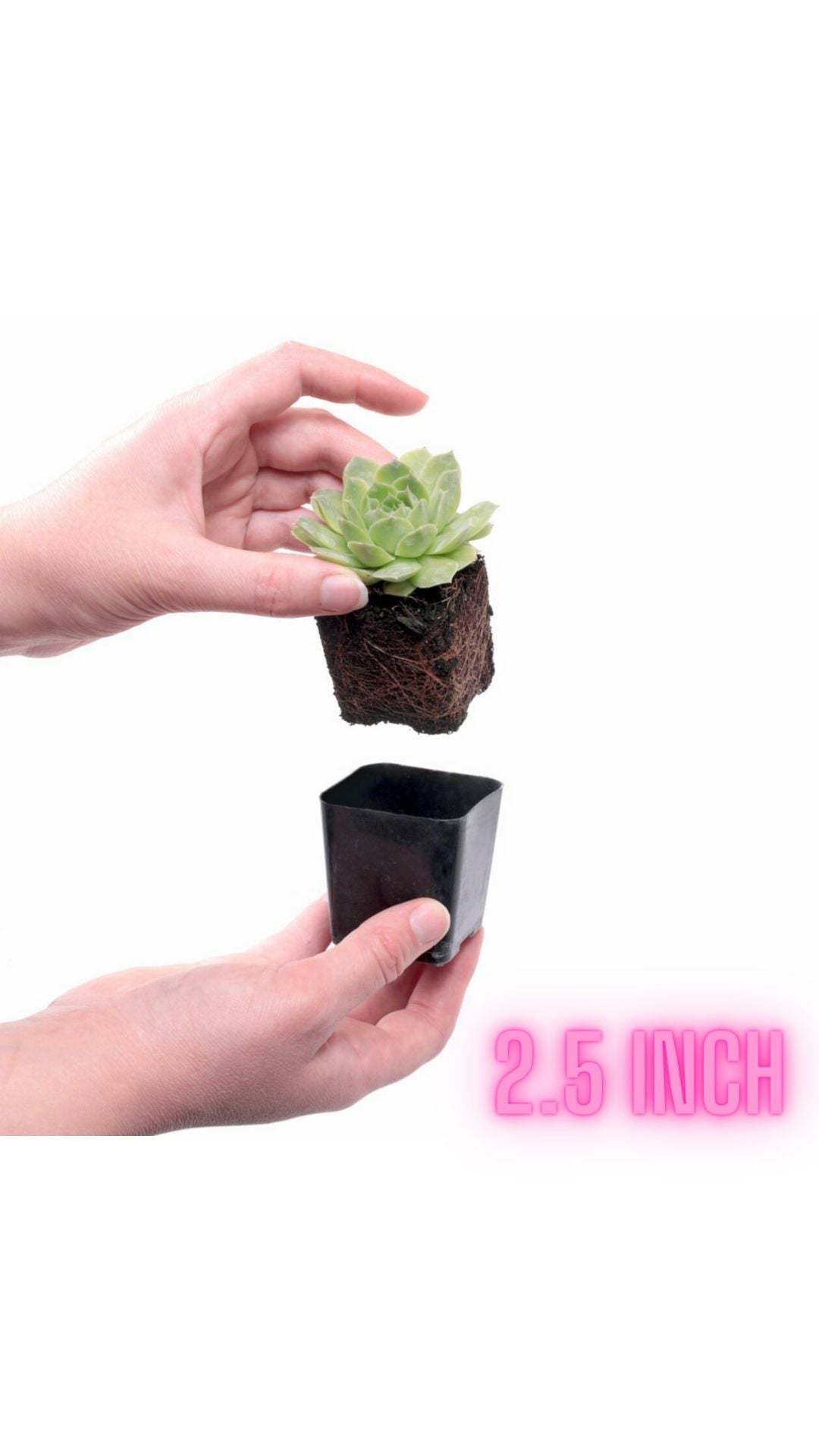 Succulents (individual)