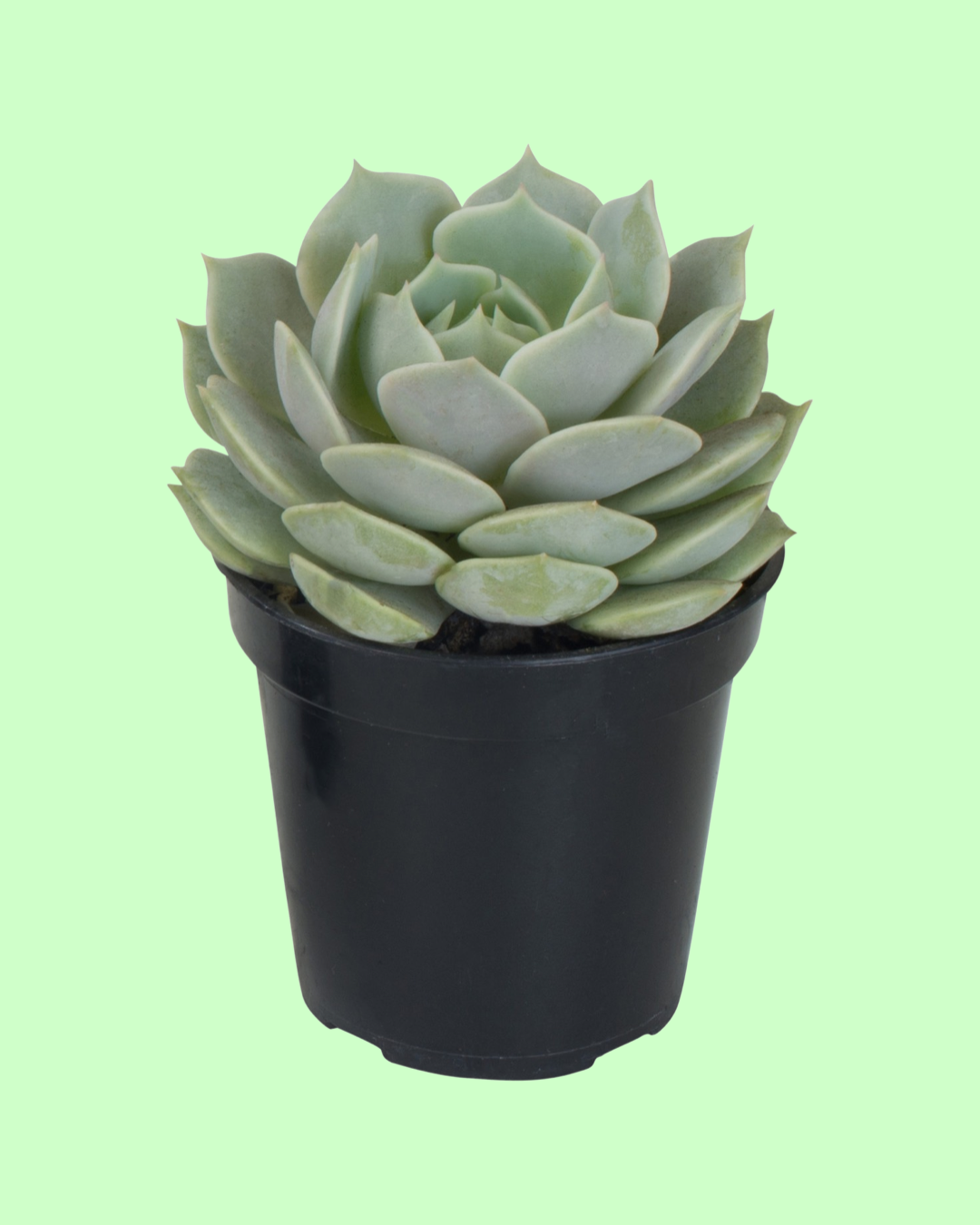 individual succulents Succulents (individual) – Sweet Petals Florist
