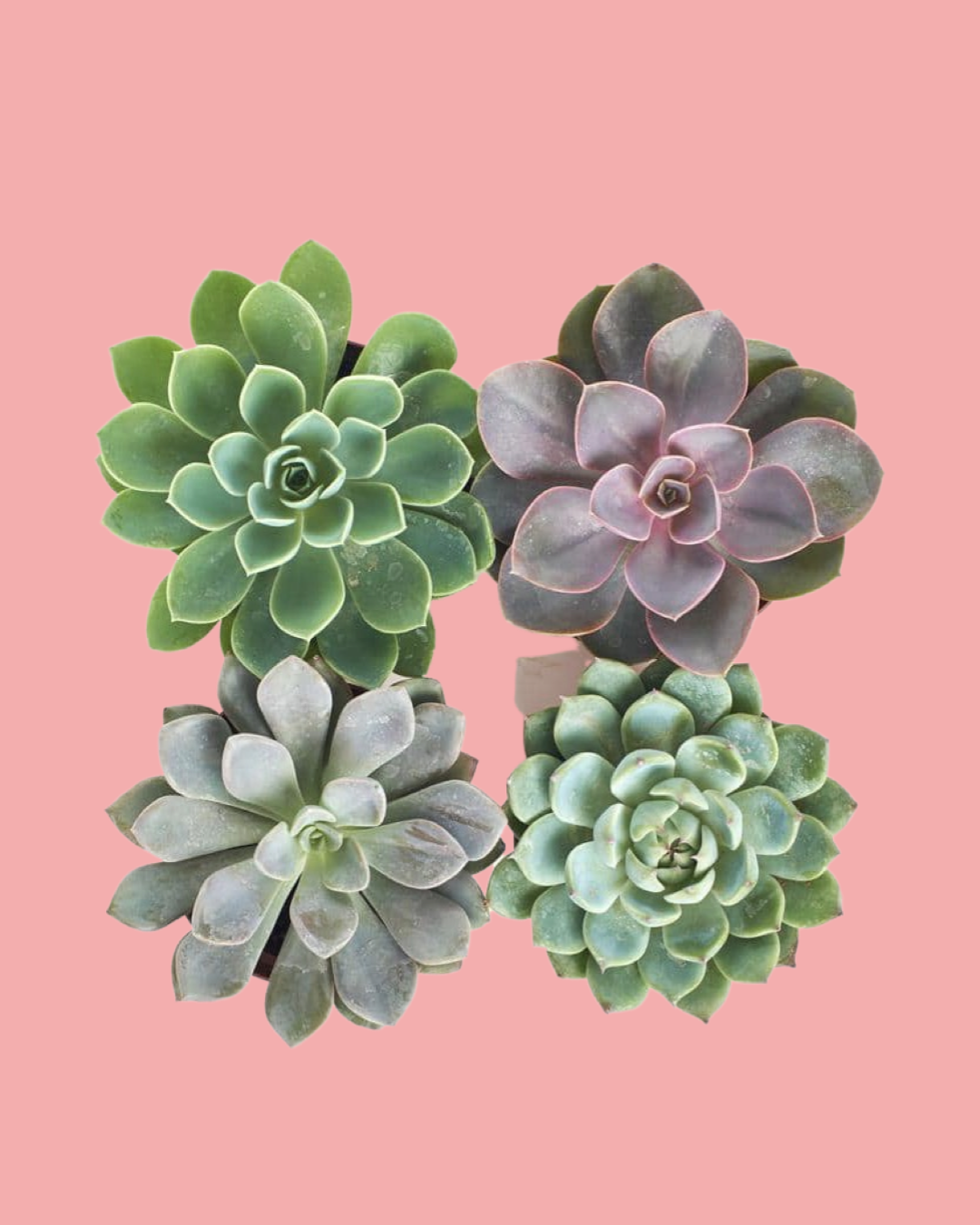 sweet succulents Succulents (set of four) – Sweet Petals Florist