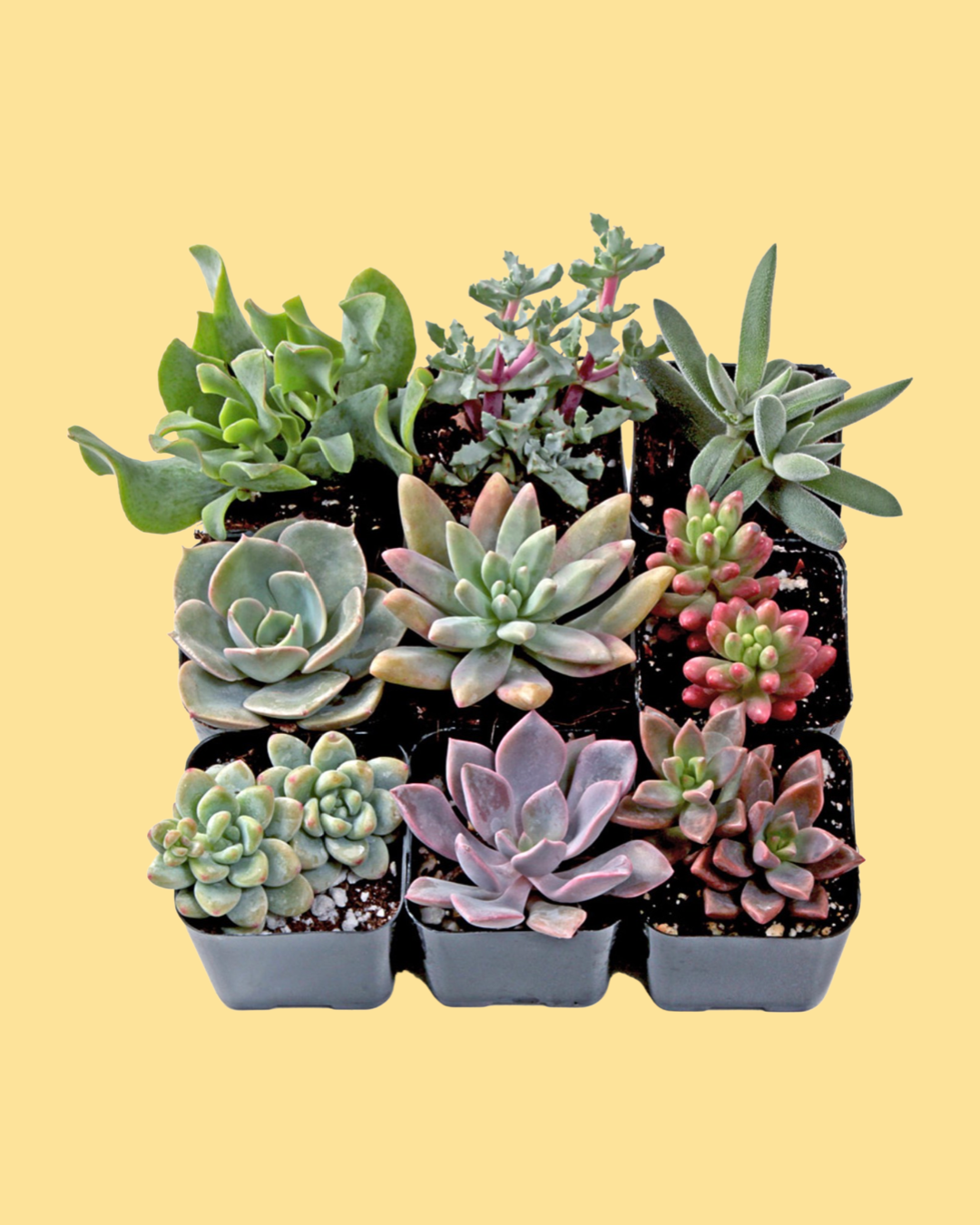 sweet succulents Succulents (set of nine) – Sweet Petals Florist