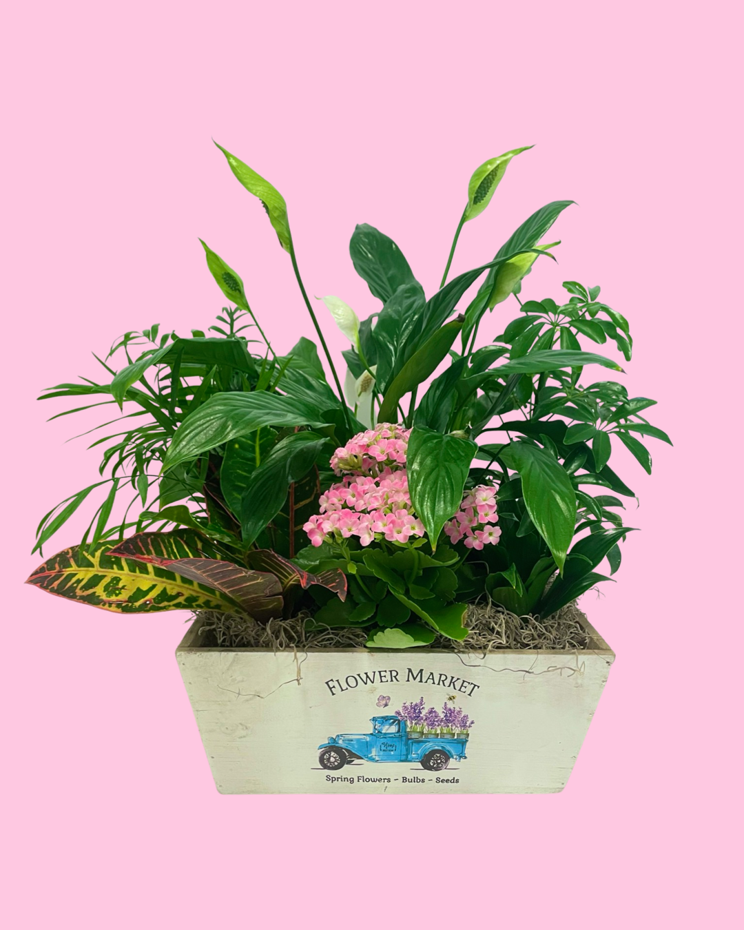 Medium peace lily planter