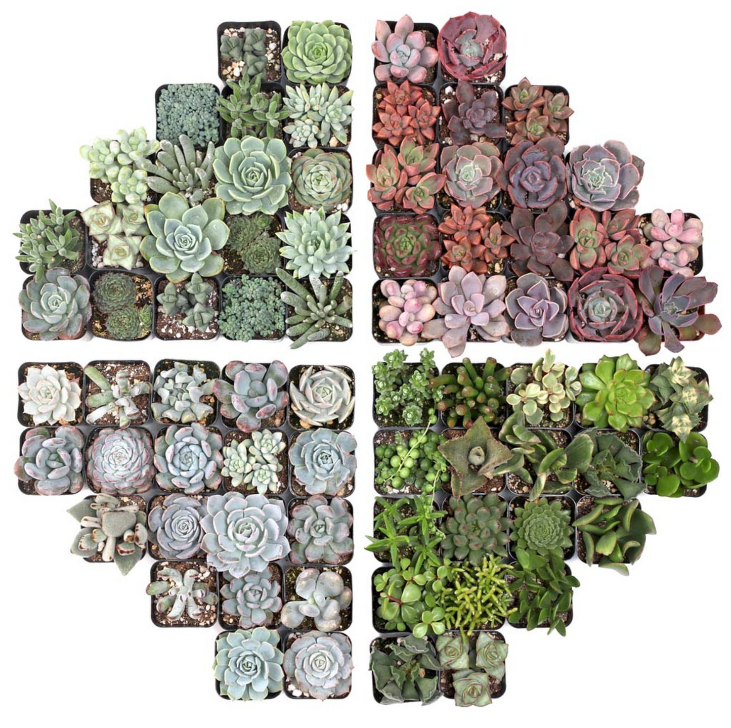 Succulents (individual)