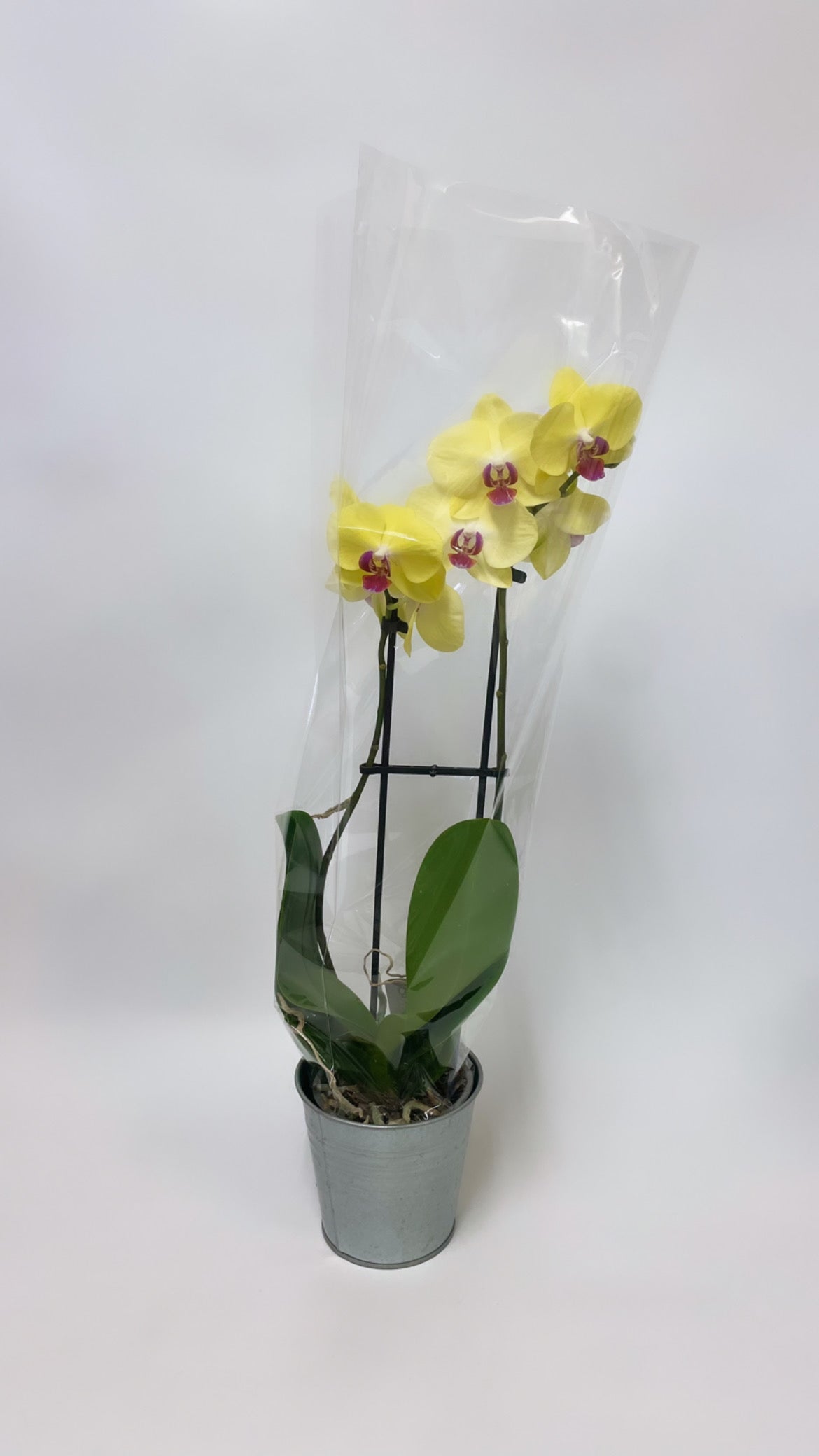 Orchids