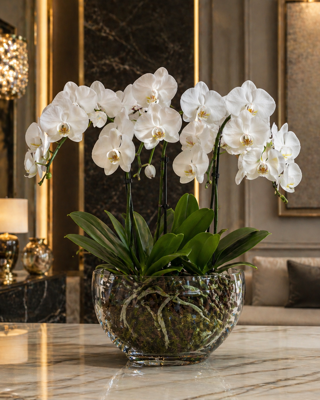 Triple White Orchid