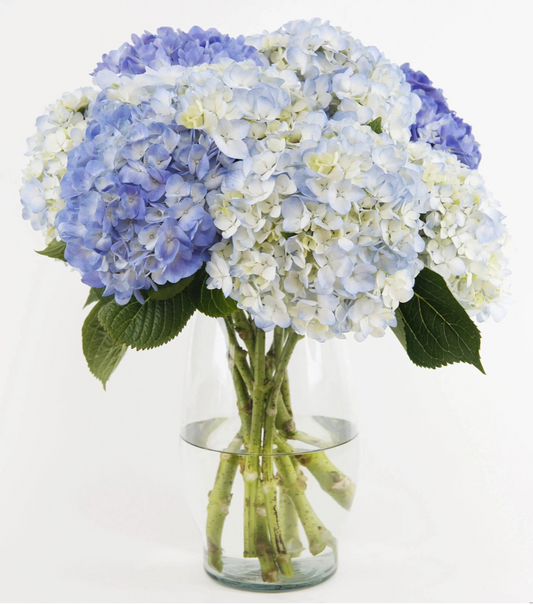 hortensias