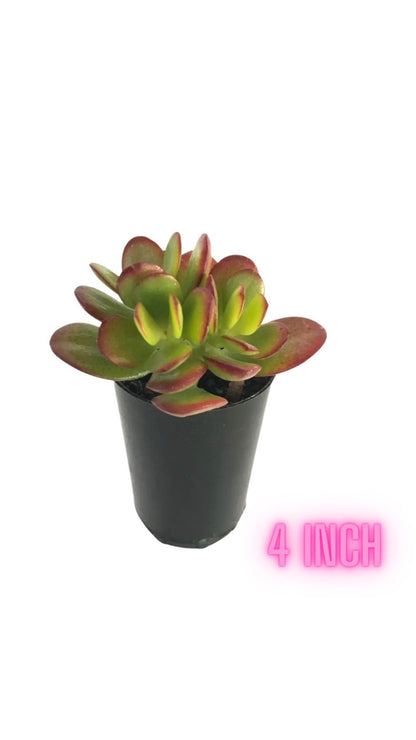 Succulents (individual)