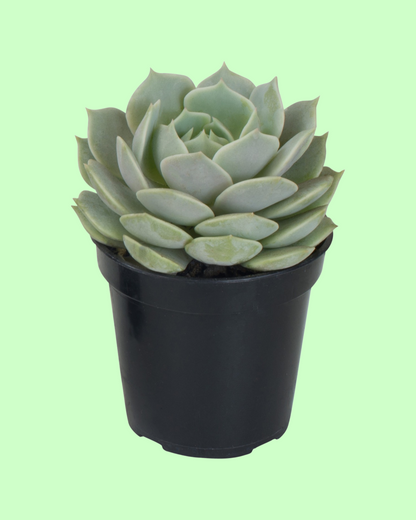 Succulents (individual)
