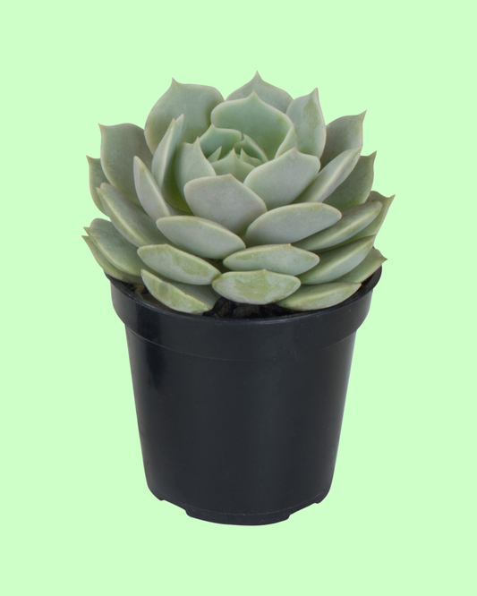 Succulents (individual)