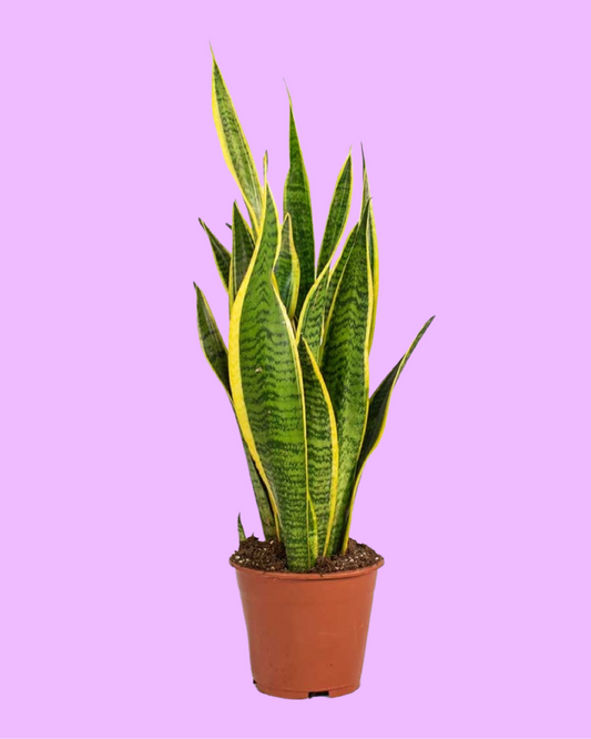 Snake plant