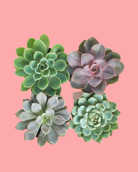 Succulents (set of four)