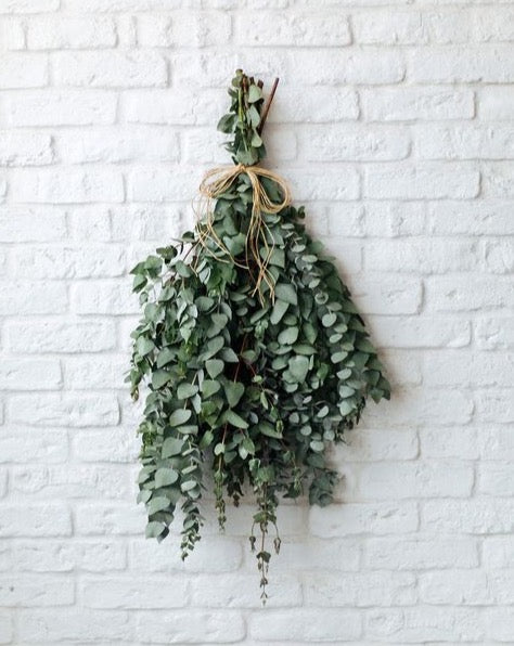Natural Dried Eucalyptus Stems
