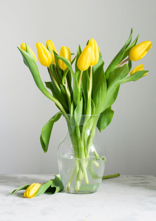 tulipanes