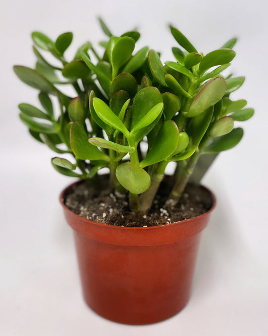 Jade Plant