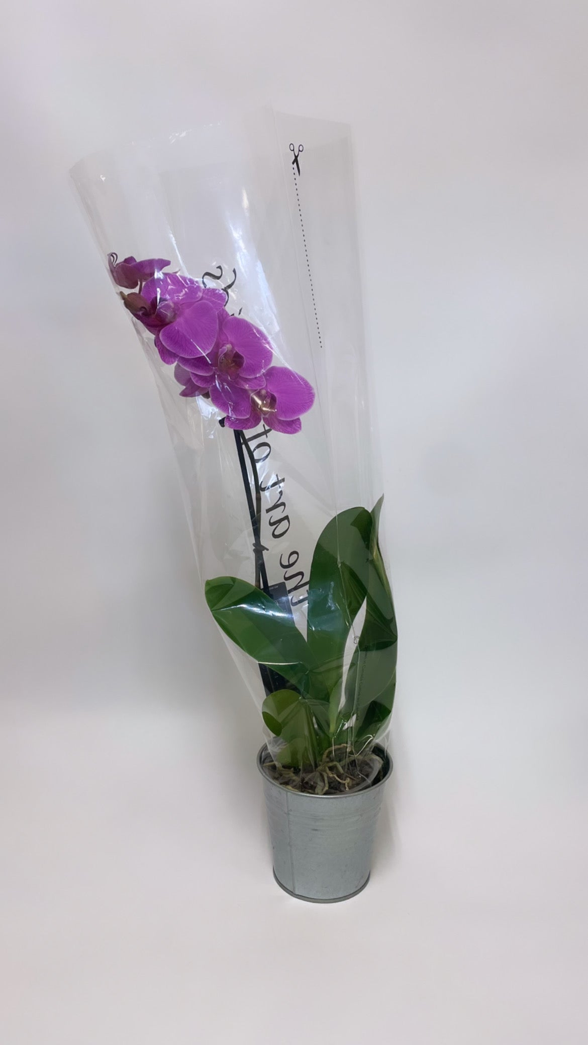 Orchids