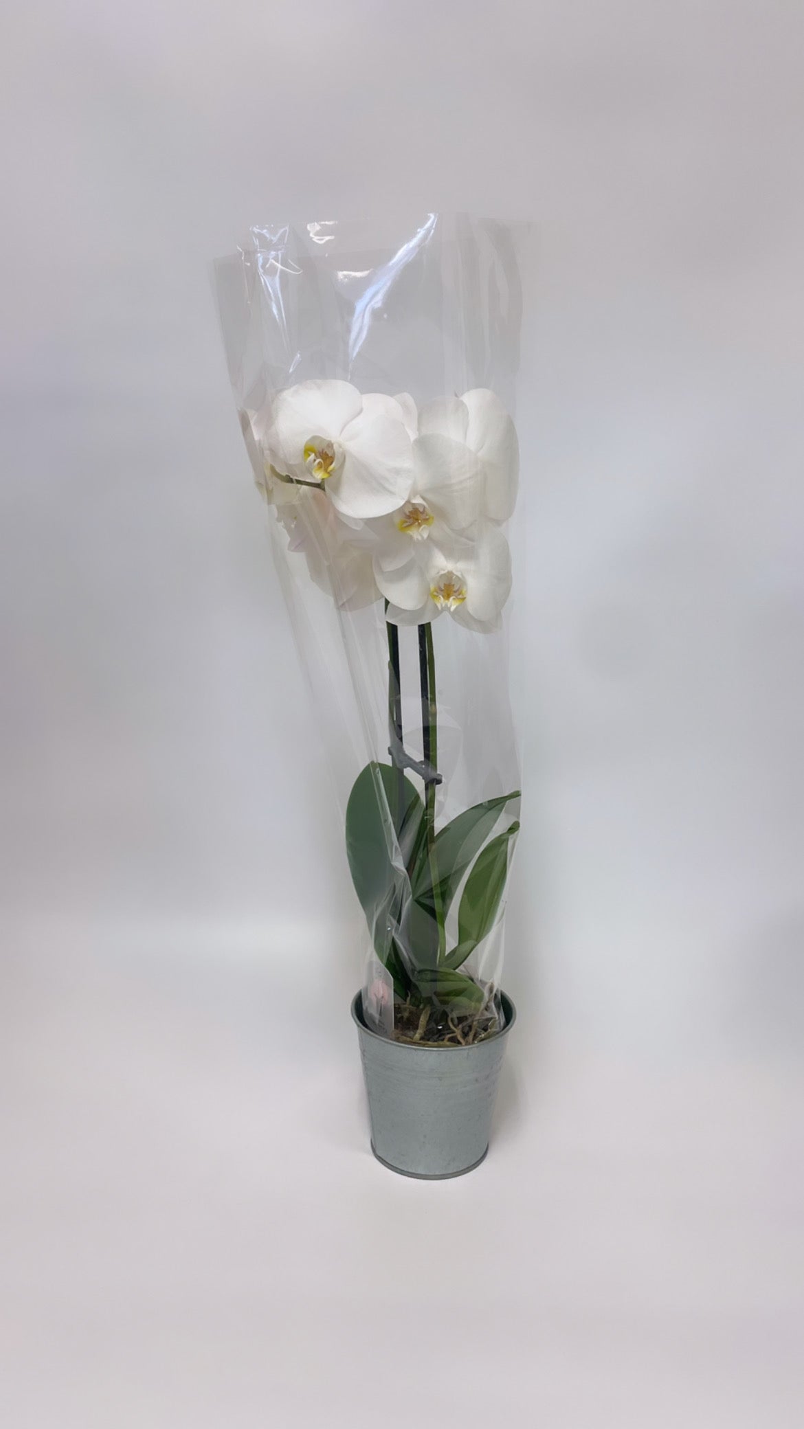 Orchids